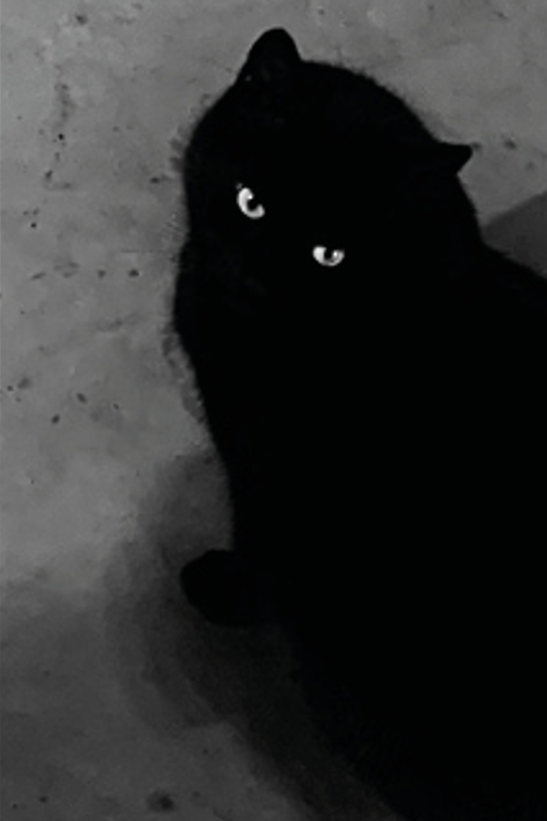 SPOCK